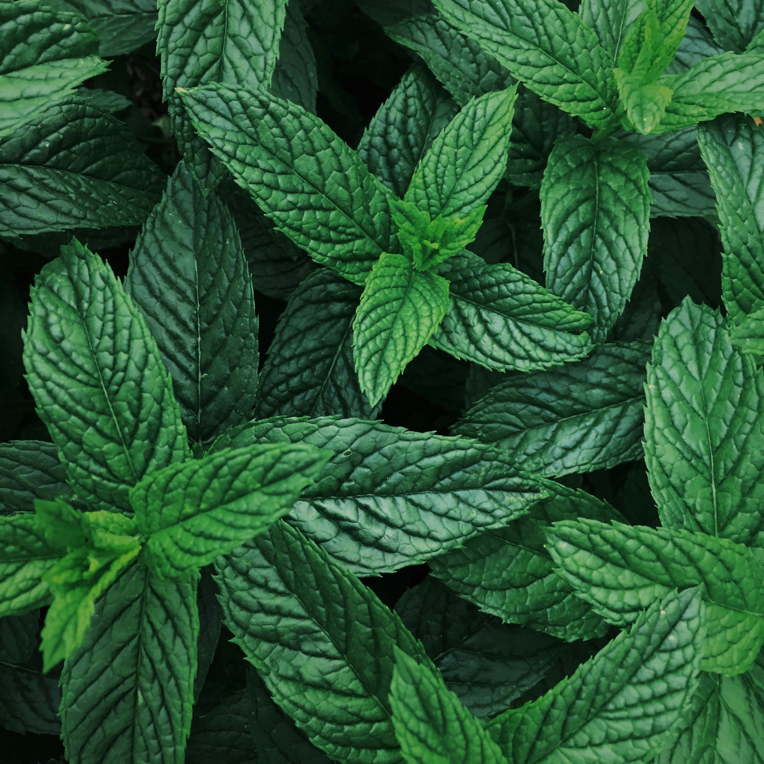 hojitas artificales de menta