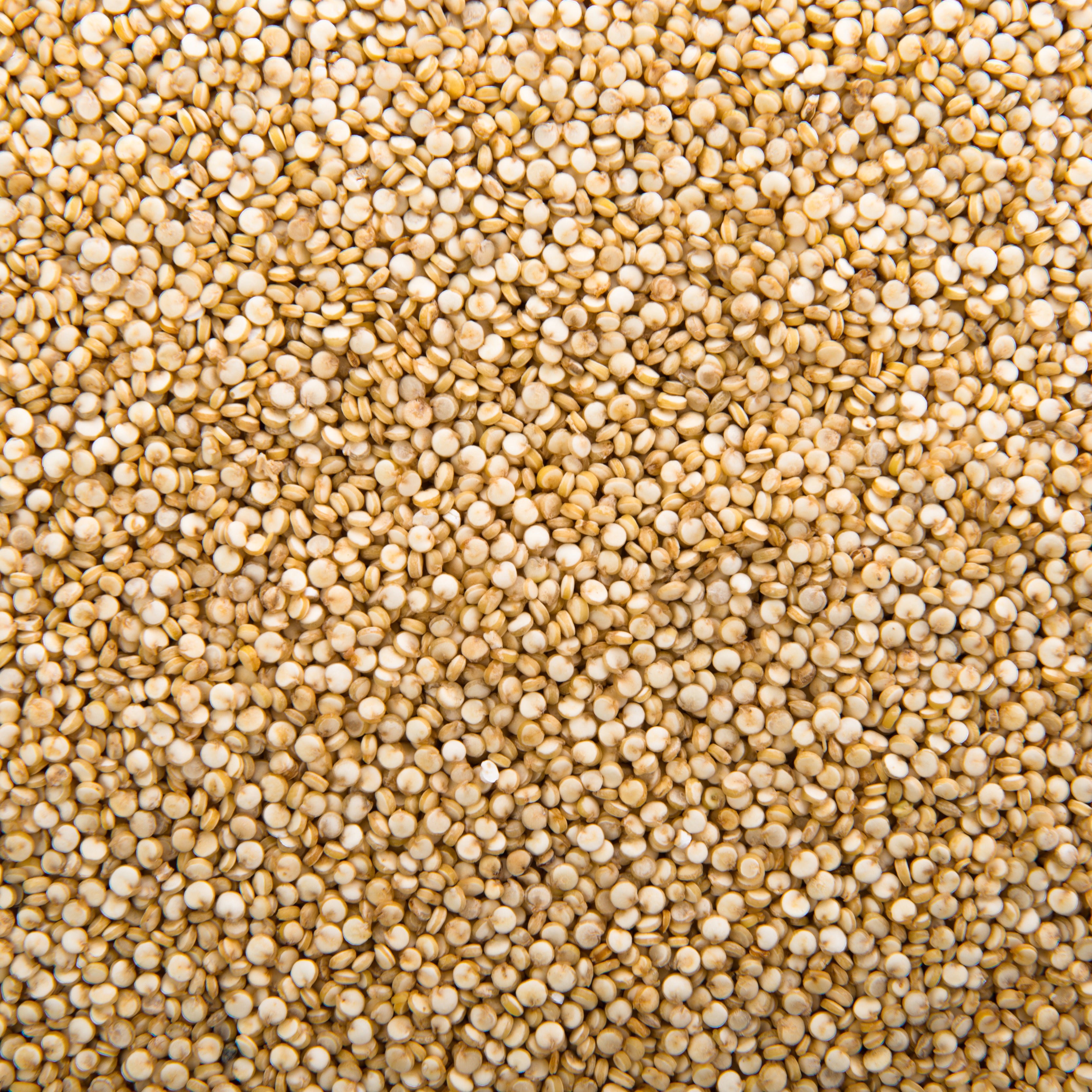 semillas de quinoa